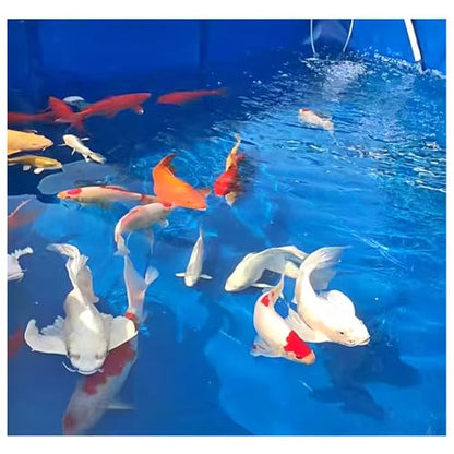 Aquarium Pool with Drain Valve,Aquaculture Water Tank Cistern Steel Frame Multifunction PVC Canvas Temporary Fish Pond，Pool Above Ground PVC Aquarium Pool with Drain Valve, Lightweight Tempo