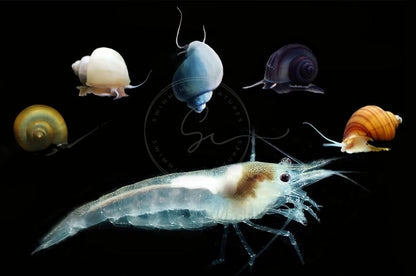 Swimming Creatures 20 Snowball Neocaridina Shrimps with 3 Assorted Mystery Snails, Freshwater Aquarium, 100% Live Arrival Guarantee