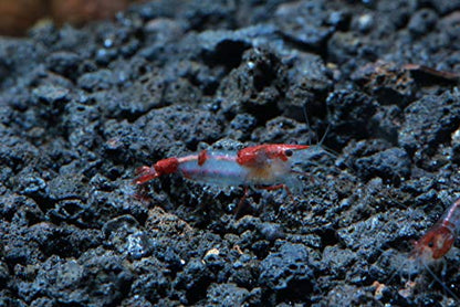 Live Freshwater Aquarium Shrimp - Neocaridina (Red Rili, 10 Pack) - color: Red Rili