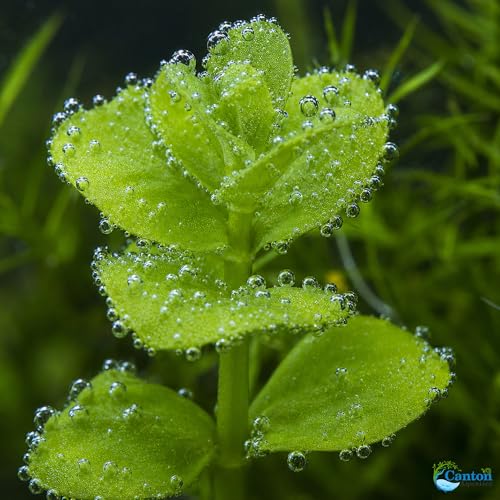 Bacopa Monnieri Moneywort Potted - Live Aquarium Plant for Freshwater Fish Tank, Easy Beginner Background Stem Plant, No CO2 Required, Greenhouse Grown in Texas - size: 2" Pot