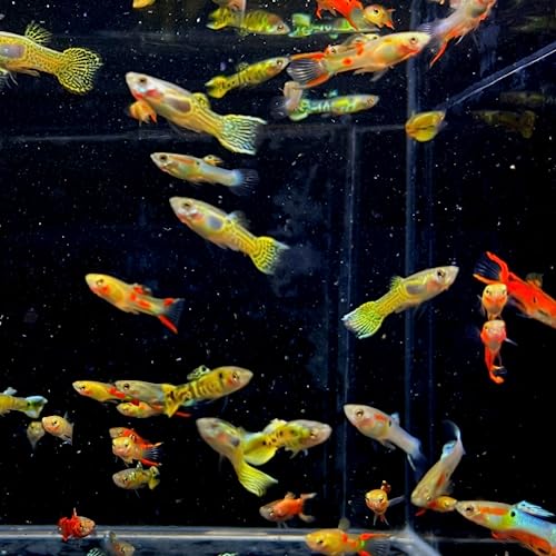 Neat&Tidy Assorted Endler Males (10 Fish Pack) - Live Fish for Aquarium Exotic Freshwater Live Fish, Live Aquarium Fish, Live Fish, Live Freshwater Fish Freshwater Fish Live Buy Live Fish