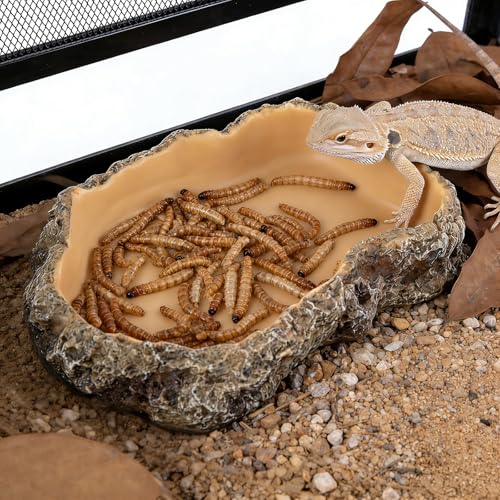 Reptile Food Dish, Terrarium Water Bowl, Feeding Bowl for Reptile Amphibian Pets - size: Small