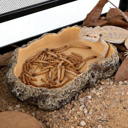 Reptile Food Dish, Terrarium Water Bowl, Feeding Bowl for Reptile Amphibian Pets - size: Small