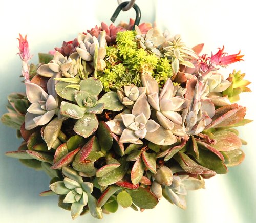 Sphagnum Moss Kokedama Ball Hanging - 4" Diameter Made in USA