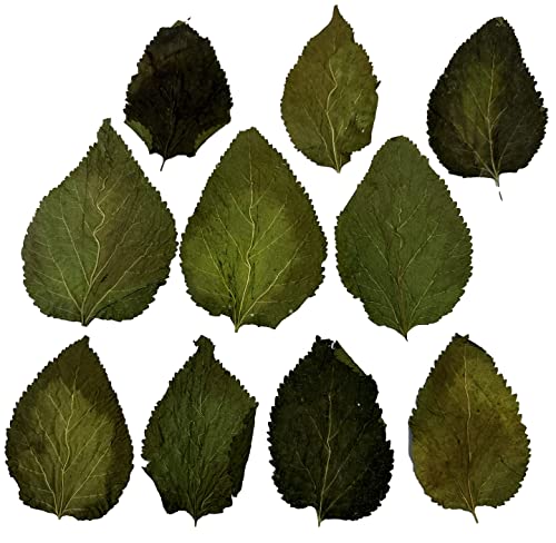 Awesome Aquatic Shrimp Combo Kit 10 Each Catappa, Mulberry and Dadap Leaves, Alder & Casuarina Cones, 10 g Catappa Bark and 1-6 inch Cholla Wood