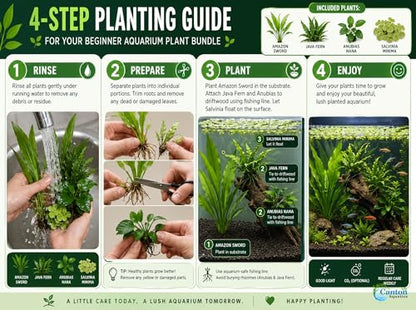 Assorted Mixed Plant Bundle - Live Aquarium Plant - Freshwater - Low | Medium | High Light
