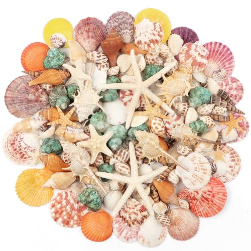 Fangoo 1.5 LB Mixed Sea Shells, 130+ PCS Beach Seashells Starfish Oyster Shells Various Sizes Ocean Seashells for Fish Tank Vase Fillers Beach Theme Party Wedding Decor DIY Crafts Home Decorations - color: Colorful-1