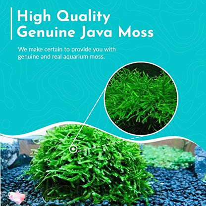 Java Moss 5-Pack Taxiphyllum Barbieri Portion Cups - Live Aquarium Moss for Freshwater Fish Tanks, Shrimp Breeding, Aquascaping, Low Light No CO2 Required