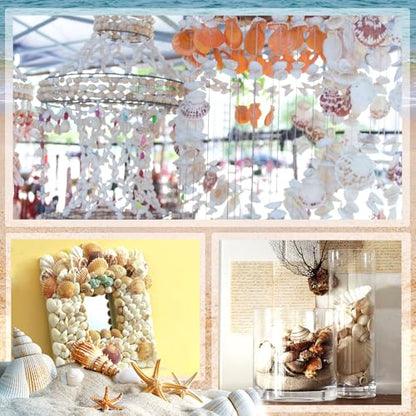 Sea Shell Mixed Ocean Shells Set, 15 Kinds 1.2"-2.7" Various Sizes Natural Seashell & Starfish for Beach Themed Decor, DIY Crafts, Vase Fillers, Fish Tank, Home, Wedding and Party Decoration