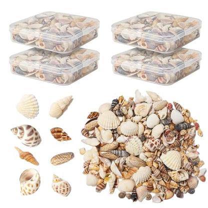 Seashells for Crafts Natural Mixed Seashells, 4 Pack Box,Small Shells for Crafts Mini Shells for Craft, Decoration, Vase Filler(550 pcs)