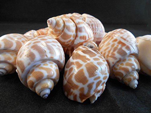 100 Select Large Babylonia Spirata Shells Seashells 1 1/2" - 2" Shellcraft Beach Crafts Nautical Decor Beach Wedding