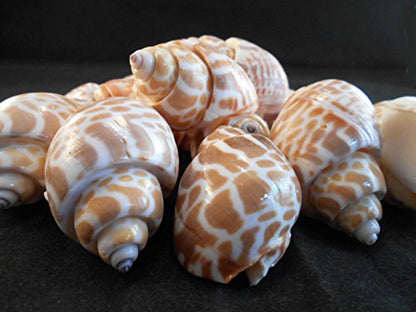 100 Select Large Babylonia Spirata Shells Seashells 1 1/2" - 2" Shellcraft Beach Crafts Nautical Decor Beach Wedding