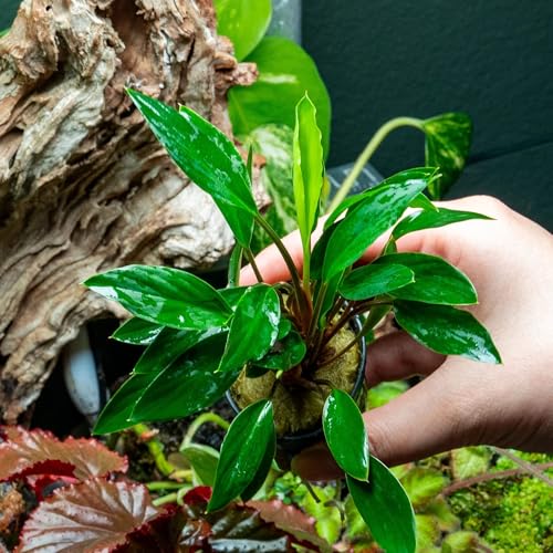 Live Plants – Sekadau South Homalomena (Homalomena sp.) – Low to Medium Light, Deep Green Accent Semi-Aquatic Plant, Midground Aquarium Placement, Rhizome Growth - Pot, 3 Pack