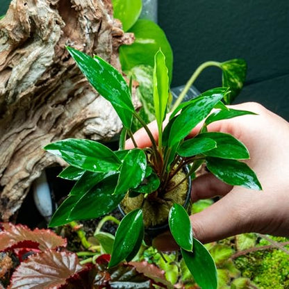 Live Plants – Sekadau South Homalomena (Homalomena sp.) – Low to Medium Light, Deep Green Accent Semi-Aquatic Plant, Midground Aquarium Placement, Rhizome Growth - Pot, 3 Pack