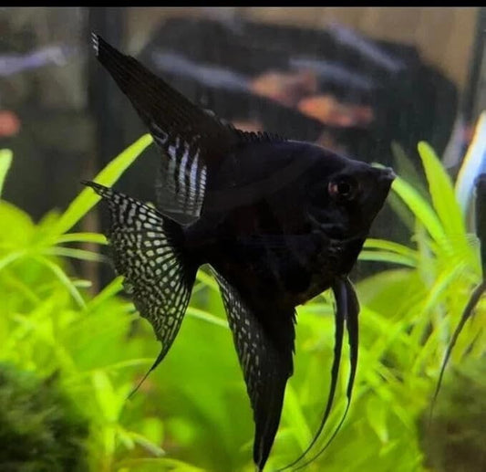 3-Pack Black Angelfish 2–2.5” Body – Live Freshwater Aquarium Fish – Elegant Long-Fin Variety – Peaceful Community Fish – Graceful Centerpiece for Planted Tanks – Hardy & Captivating for Aquascapes