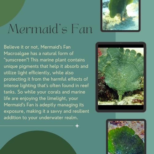 Mermaid's Fan Macroalgae (Udotea sp.) - 1/3/5 Packs by Shore Aquatic (3 Pack) - style: 3 Pack