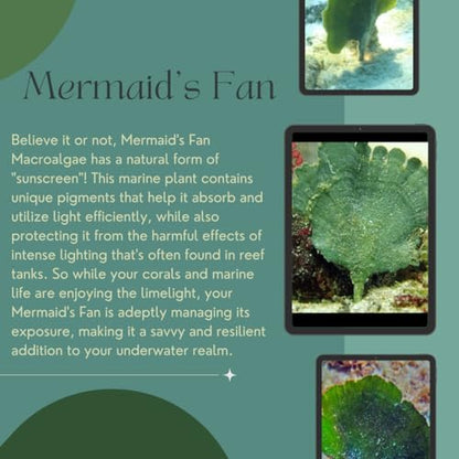 Mermaid's Fan Macroalgae (Udotea sp.) - 1/3/5 Packs by Shore Aquatic (3 Pack) - style: 3 Pack