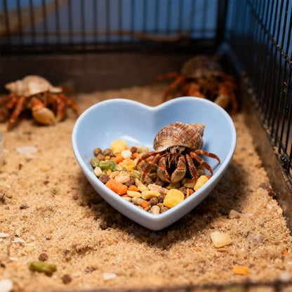 6 Pcs Hermit Crab Plastic Food Dish, Hermit Crab Colorful Food Bowl, Mini Food Dish Kit for Small Animal