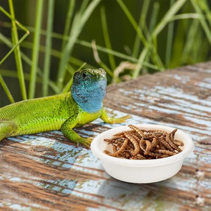 300 Pack 1 oz Gecko Paper Feeding Cups, Small Paper Gecko Food and Water Feeding Cups Reptile Feeder Bowls Ledge Accessories for Crested Gecko Lizards Tarantula Reptiles Pets
