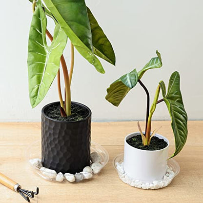 20 Pack Plant Saucers (6 inch / 8inch / 10inch / 12inch) Clear Plant Saucers Flower Pot Tray Excellent for Indoor & Outdoor Plants - style: Multi-Size (6''+8''+10''+12'')