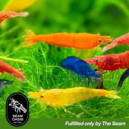 Mix Neocaridina Shrimps for Live Shrimp Freshwater Aquarium - Live Shrimp Arrival Guarantee (Pack of 40, Mixed) - color: Mix, size: 40