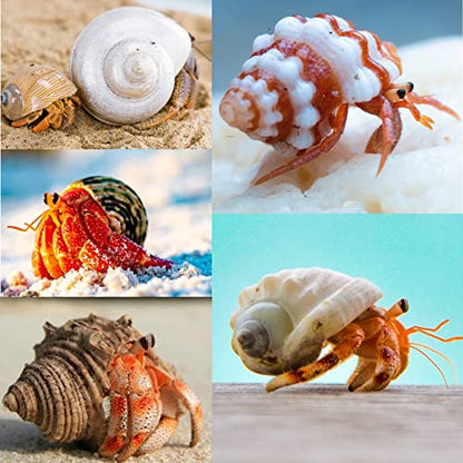 15PCS Hermit Crab Shells Include Small & Medium and Large (6 Types) Natural Seashells, for Hermit Crab Supplies and Replacement Sea Shells