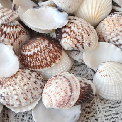 Small Seashells for Crafts, Natural Scallop Shells, Eagle Wing, DIY Assortment, Ocean-Themed Decorations, Fish Tank Plant Gravel, Vase Filler, Wedding and Party Decorations, 220pcs