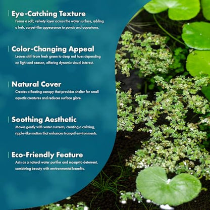 Live Plants - Azolla Caroliniana, Mosquito Fern, Floating Aquarium Plant, Green Floating Plant for Freshwater Aquariums, Ponds - 1 Cup - color: Azolla / Mosquito Fern / Fairy Moss