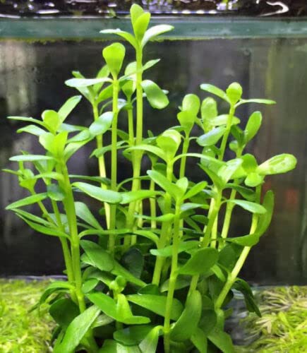 3 Different Beginner/Super Easy Live Aquarium Plants - Bacopa + Hornwort + Java Fern BUY2GET1FREE!