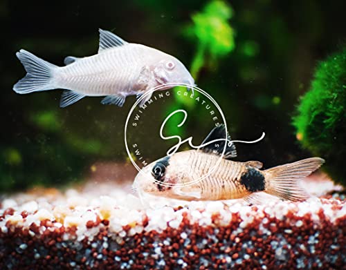 Swimming Creatures 3 Panda Corydoras & 3 Albino Corydoras Freshwater Aquarium Catfish