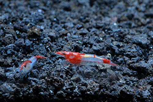 Live Freshwater Aquarium Shrimp - Neocaridina (Red Rili, 10 Pack) - color: Red Rili