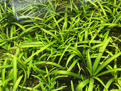 Live Aquarium Plant Variety Pack Amazon Sword Java Moss Anacharis Ludwigia Java Fern and More