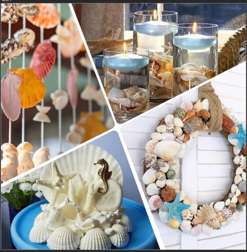 12 Kinds 50 PCS Natural Mixed Seashells Various Sizes, Sea Shells for Crafts, DIY Vase Fillers, Home Decor & Wedding Decorations, Birthday Gift, Beach Theme Party Supplies