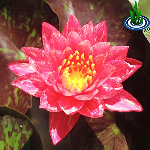 Live Aquatic Plant Nymphaea Wanwisa Red Hardy Water Lilies Tuber for Aquarium Freshwater Fish Pond