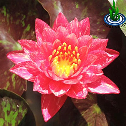 Live Aquatic Plant Nymphaea Wanwisa Red Hardy Water Lilies Tuber for Aquarium Freshwater Fish Pond
