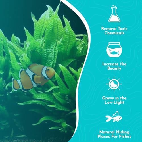 Java Fern Microsorum - Live Aquarium Plant - Freshwater - Low Light