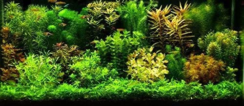 3 Different Types of Beginner/Super Easy Live Aquarium Plants - Bacopa + Anubias + Java Fern BU Y 2 GET 1 F R EE!