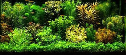3 Different Types of Beginner/Super Easy Live Aquarium Plants - Bacopa + Anubias + Java Fern BU Y 2 GET 1 F R EE!