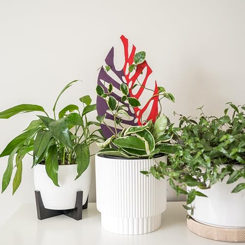 Bare™ Bundle – Monstrella + Palmella - Set of 2 Wooden Plant Trellises for Indoor Climbing Houseplants – 12” Tall Customizable Leaf-Shaped Plant Supports