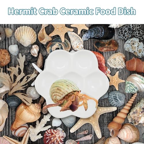 4.53" Hermit Crab Ceramic Food Dish,7 Compartments Ceramic Anti-Turning Food & Water Bowl for Hermit Crab Tarantula Snail - size: 4 inch