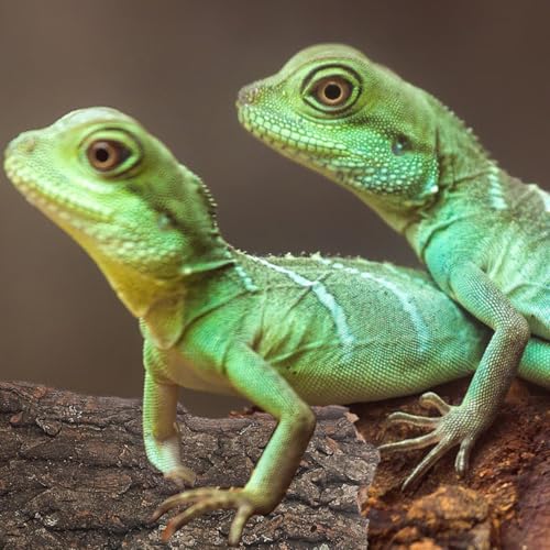 Gatuida 4pcs Natural Cork Bark for Reptiles, Wood Tree Bark Reptile Hides Small Climbing Decor, Terrarium Tank Accessories for Bearded Dragon Geckos Lizard Tortoise Water Tube Landscaping