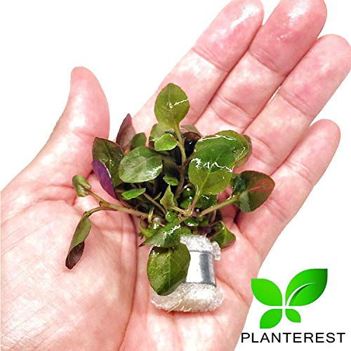 Lobelia Cardinalis Bundle Live Plant Aquarium Tropical Freshwater Decorations BUY2GET1FREE