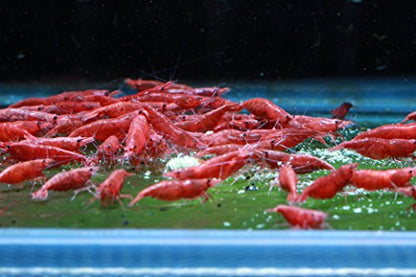 Live Freshwater Aquarium Shrimp - Neocaridina (Painted Fire Red, 10 Pack) - color: Painted Fire Red