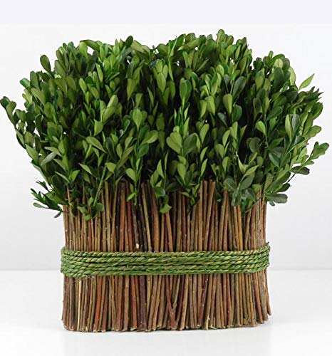 Richland Preserved Boxwood 11" Arrangement - color: Green, size: 11"