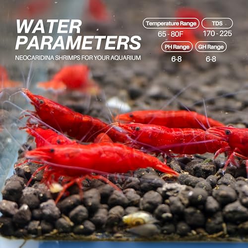 Fire Red Premium High-Grade Cherry Shrimp Neocaridina Freshwater Aquarium, Live Shrimp Freshwater Aquarium Live Arrival Guarantee (Pack 10) - color: Red, size: 10