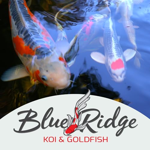 Blue Ridge Koi Fish Food 5lb - Koi Food Mini Growth Formula, Goldfish Food, Premium Fish Food for Ponds, Ponds Fish Food, Floating Pond Pellets - size: 5 Pound (Pack of 1)
