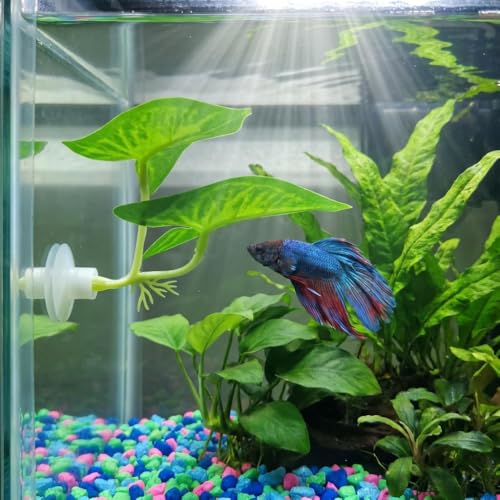2 Pack Betta Fish Tank Accessories,Betta Fish Leaf Pad Improves Betta's Health by Simulating The Natural Habitat - Natural, Organic, Comfortable Rest Area for Fish Aquarium Ornaments