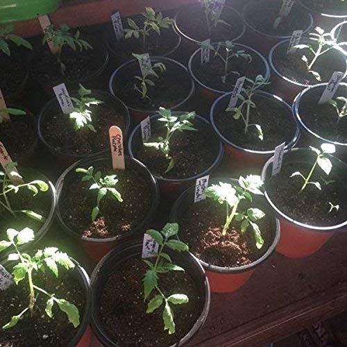 KINGLAKE 100 Pcs 6" Plastic Plants Nursery Pot/Pots Seedlings Flower Plant Container Seed Starting Pots - color: Red, size: 6 Inch