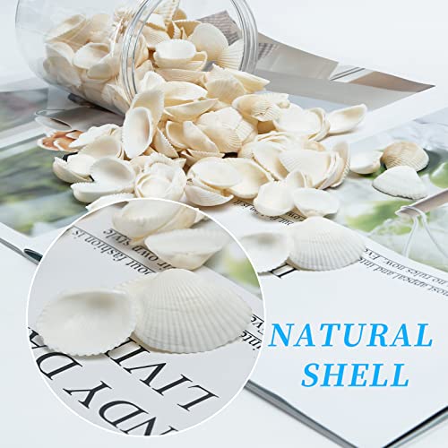 Natural Tiny Sea Shells Small White Clam Shells for Crafts Bulk for Home Decorations, Beach Theme Party, Fish Tank Vase Filler, Bracelet Making Accessories