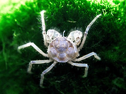 Aquatic Arts 30 Live Freshwater Micro Crabs (Limnopilos naiyanetri) Real Living Nano Tank Pet | Compatible with Dwarf Shrimp and Many Aquarium Fish